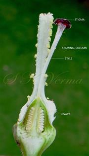  V.S. Pistil and Stamens